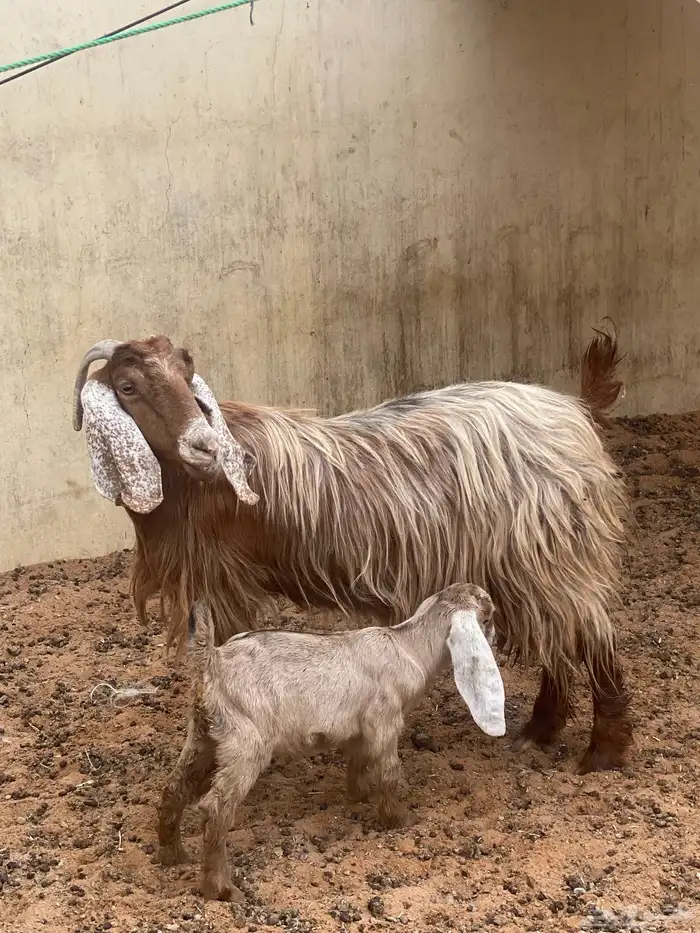 تم اليع تم البيع خارج الموقع 1