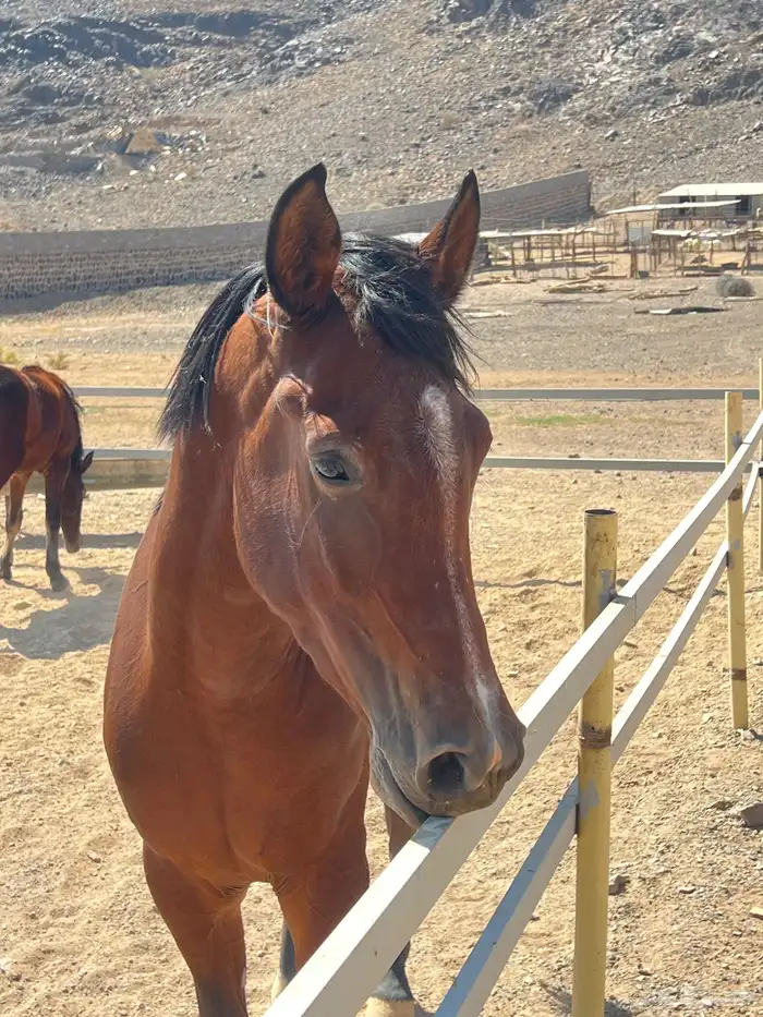 فرس شعبية   مهرتها 11