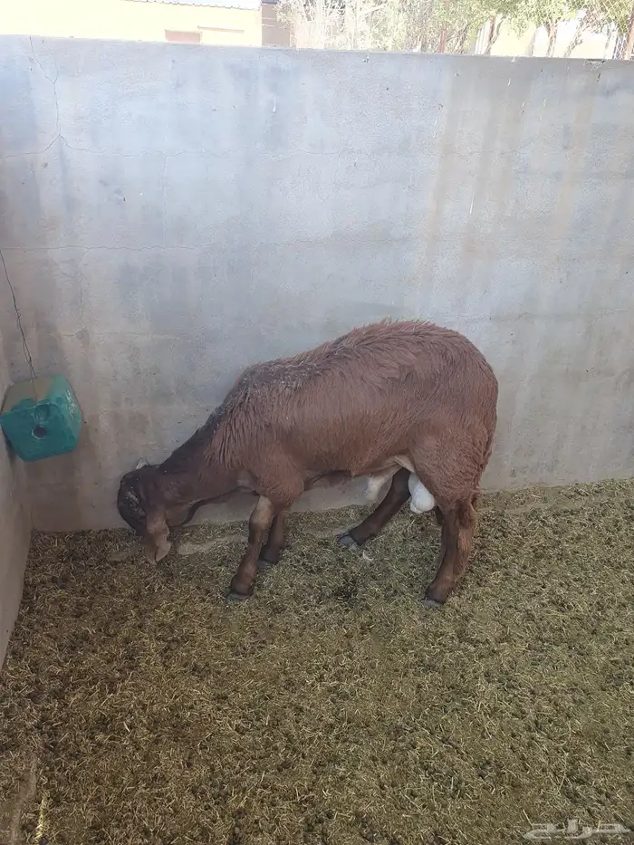 للبيع سواكن وتيوس وبرابر شرط مرابي 0