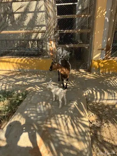 للبيع ماعز قزمية تشيكيه معها جفرة بيضاء ماكس من اب امريكي index