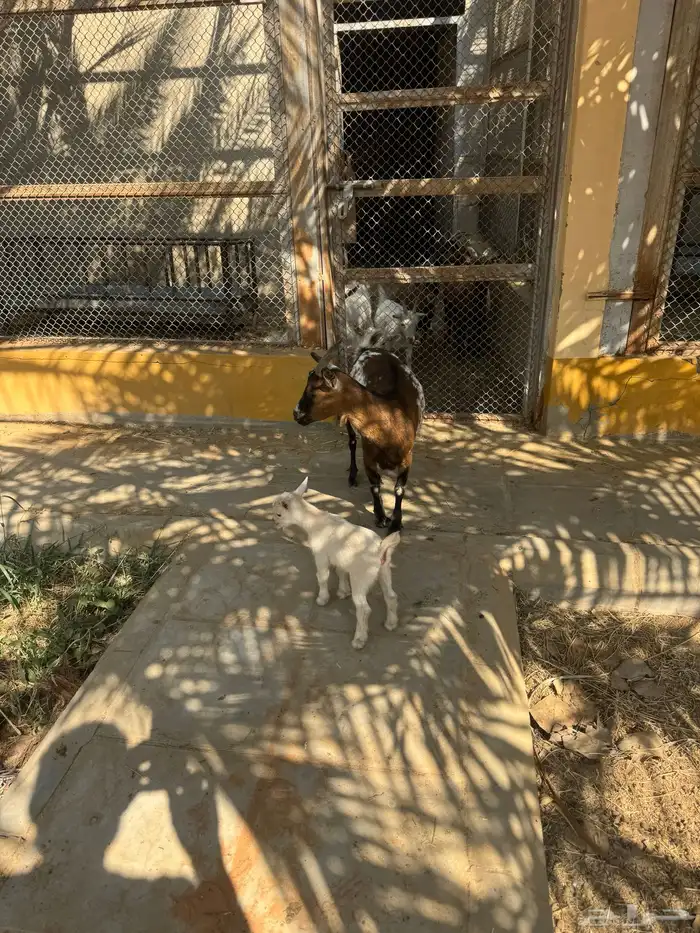 للبيع ماعز قزمية تشيكيه معها جفرة بيضاء ماكس من اب امريكي 3