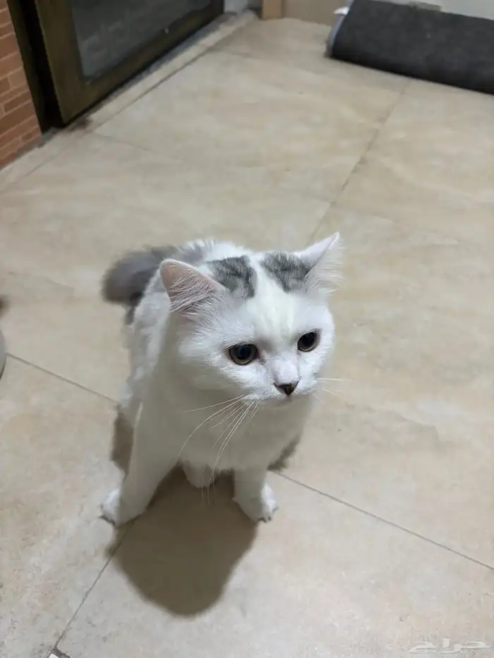 قطط للتبني 2