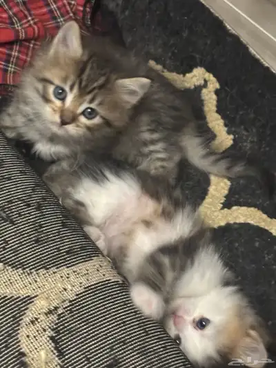 صغار قطط سكوتش index