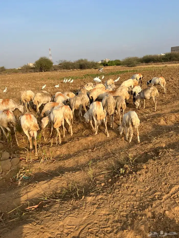 ضان العدد 40 كلها دوار واكثرها قرايب 1
