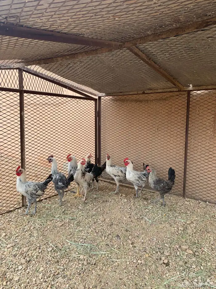 للبيع ديوك فيومي 0