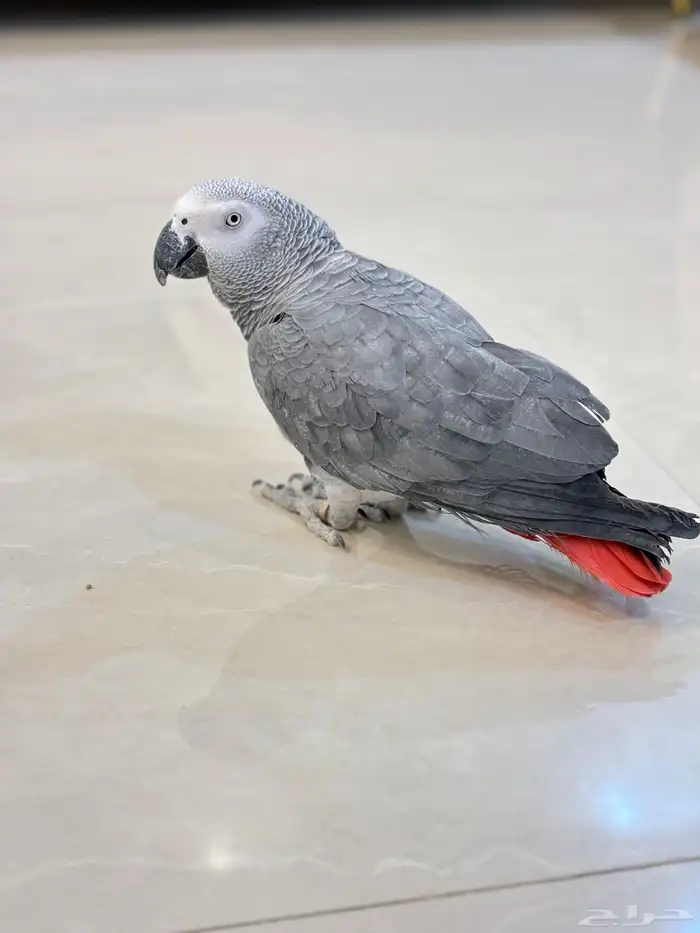 كاسكو اليف متكلم 16