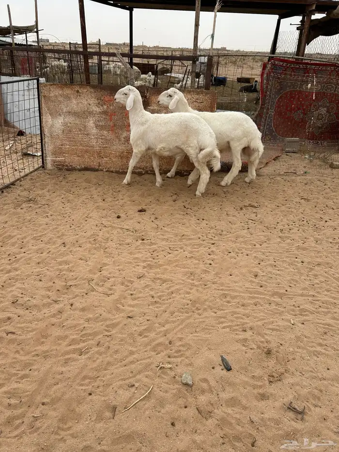 طلين فاخره تم البيع 4