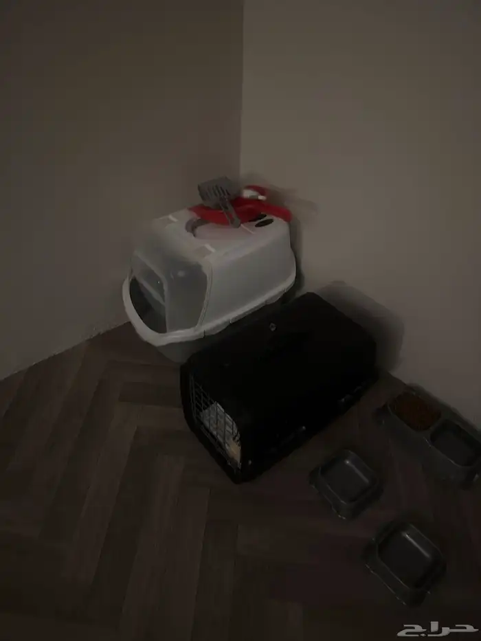 قط للتبني معقم نظيف جدا وحجمه كبيره و مرتب 1