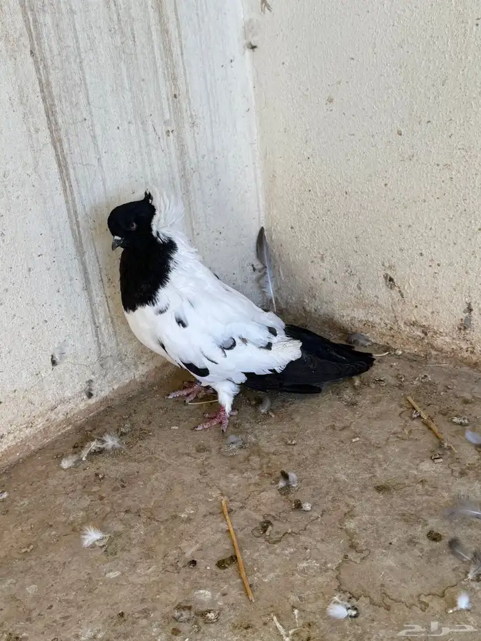 حمام طبات دنش وفحل سوداني جامبو 1