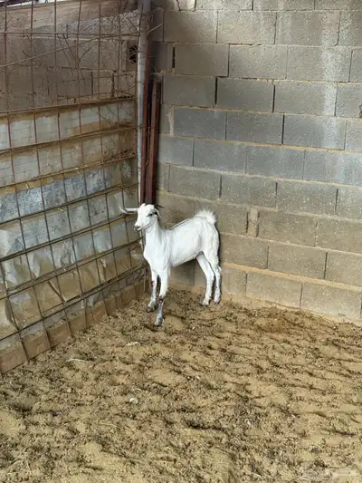 جفار على الشرط index