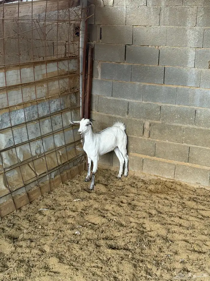 جفار على الشرط 4