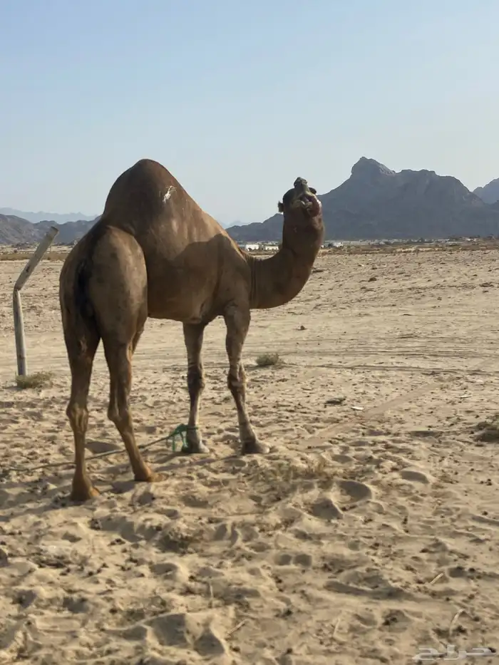 فحل مشروط من جميع العذاريب 1