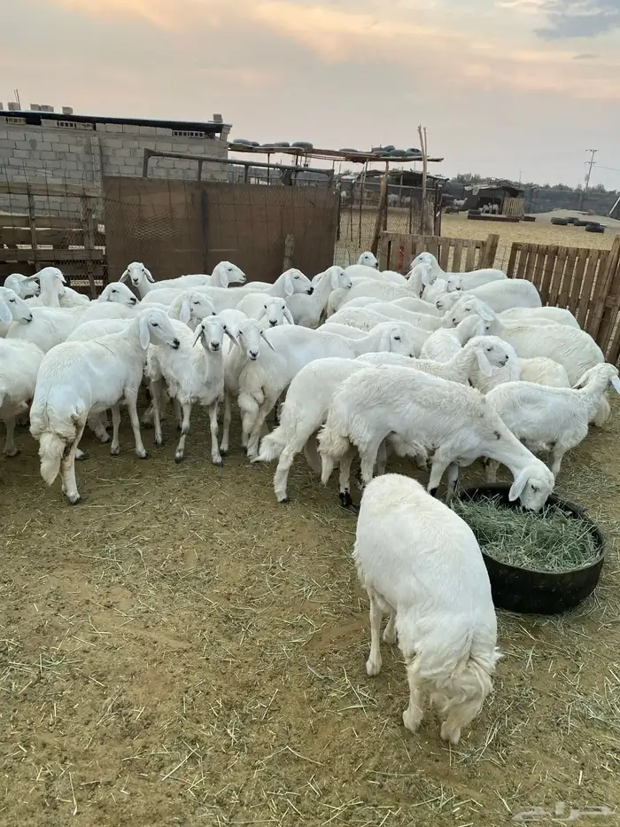 رخال للبيع بيشة 14