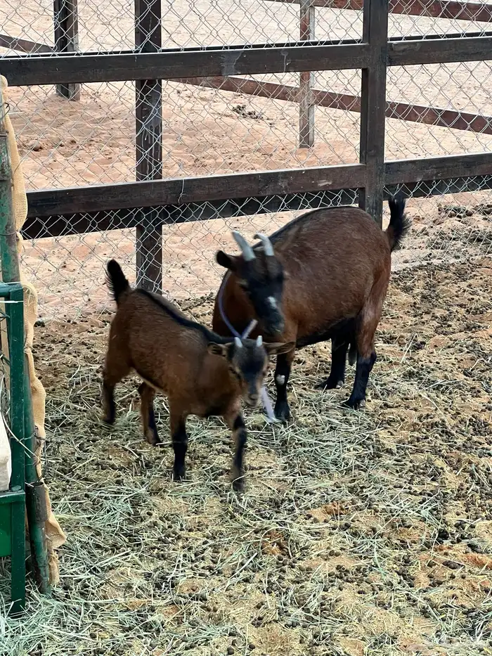 جفره قزمية 7