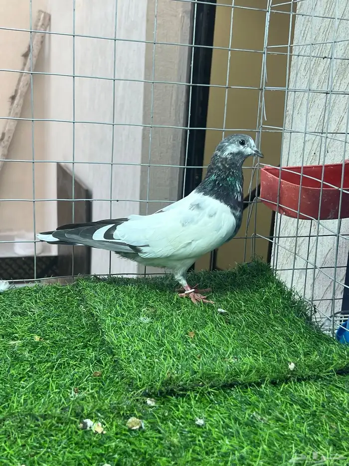 حمام باكستاني علي ولا 4