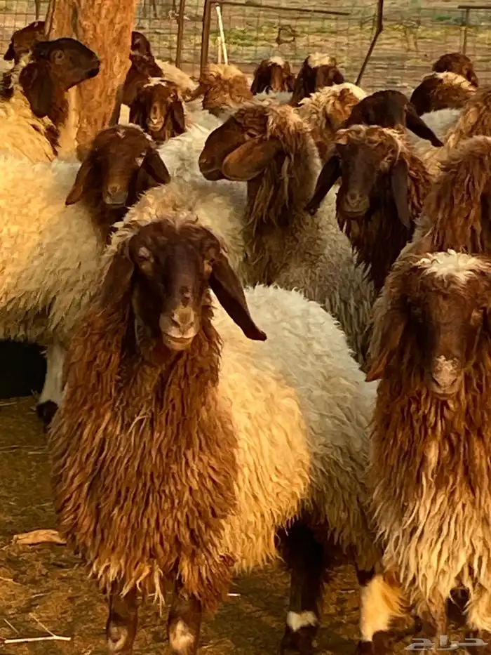 امراح نعيم مقاني 1