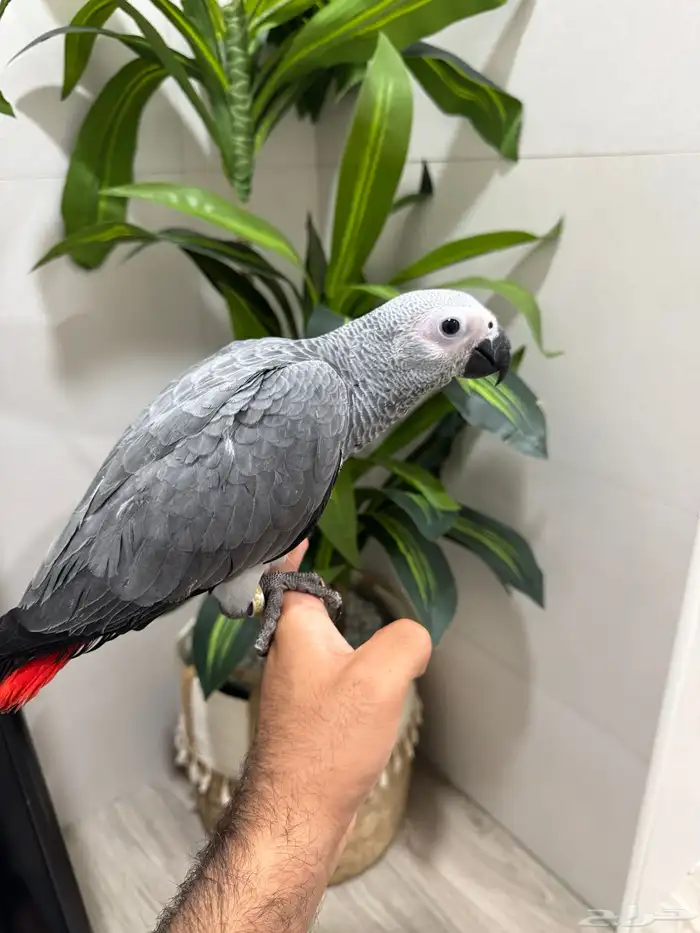 فرخين كاسكو 3