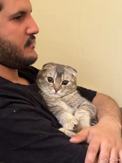 قطين سكوتش فولد للتبني index