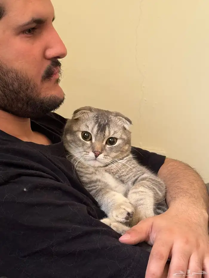 قطين سكوتش فولد للتبني 2