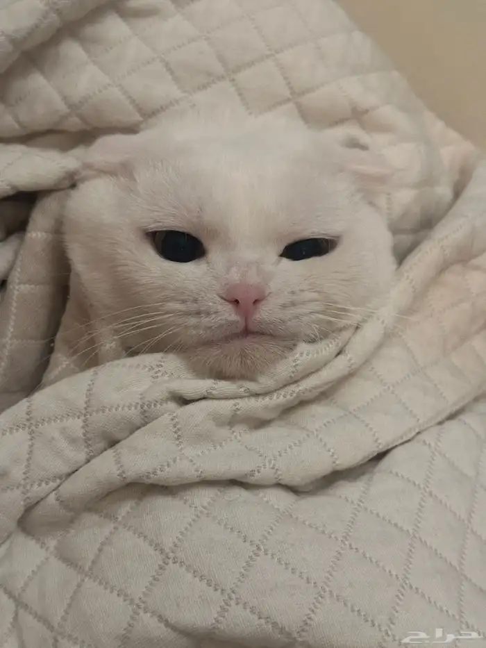 قطط للتبني 0