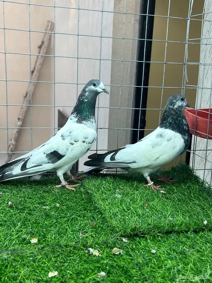 حمام باكستاني علي ولا 0