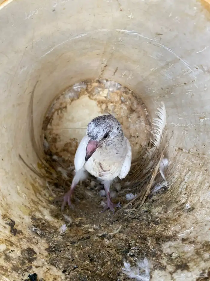 حمام باكستاني القطيفي 4