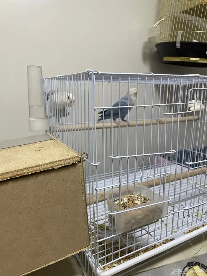 عصافير روز زواج 5