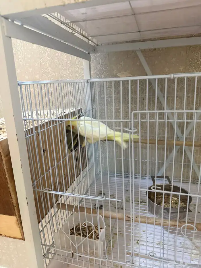 زوج كروان لاتينو معه بيض ومستوى عالي 2