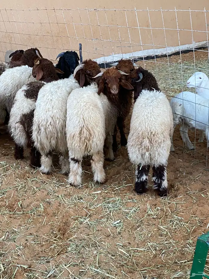 ذبايح للبيع 5