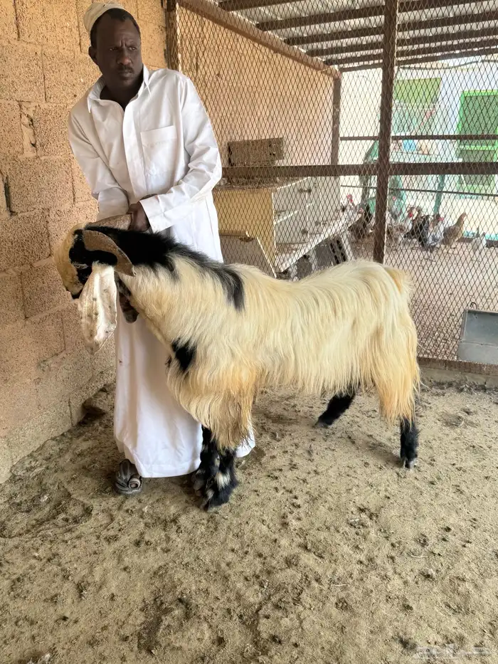 قريبه من دوار الغطغط 0