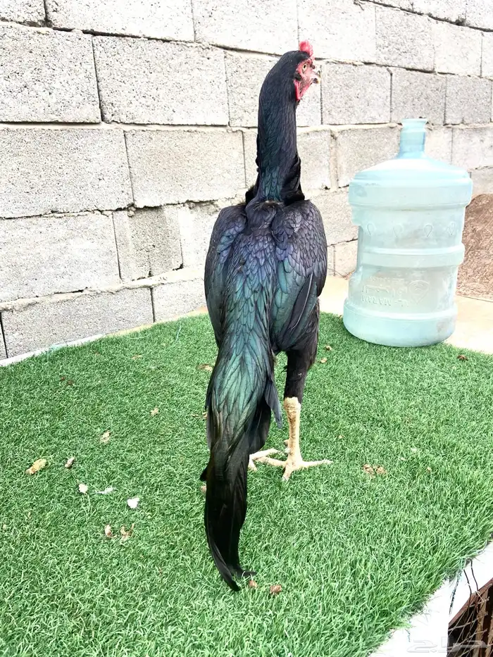 تم البيع اسال ان يبارك لمن شراء 0