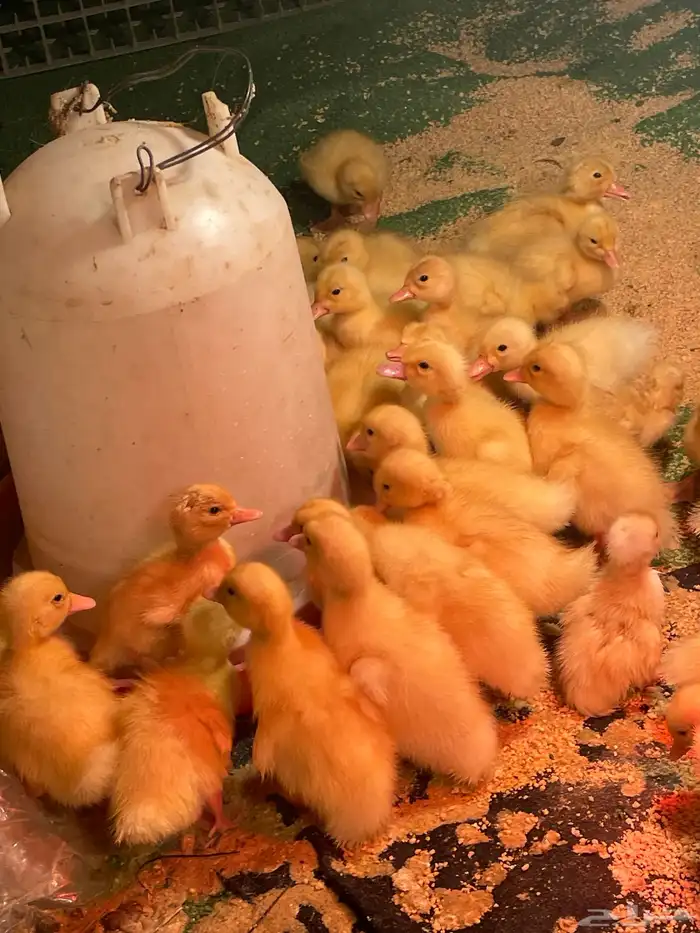 صيصان بط بكيني 0