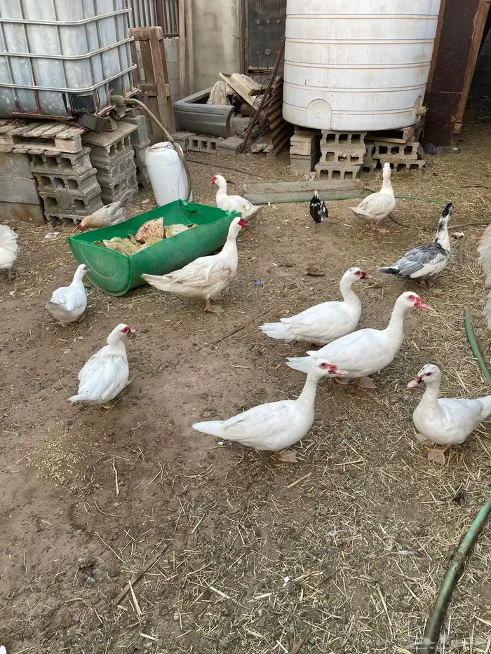 ذكور بط مصري 4