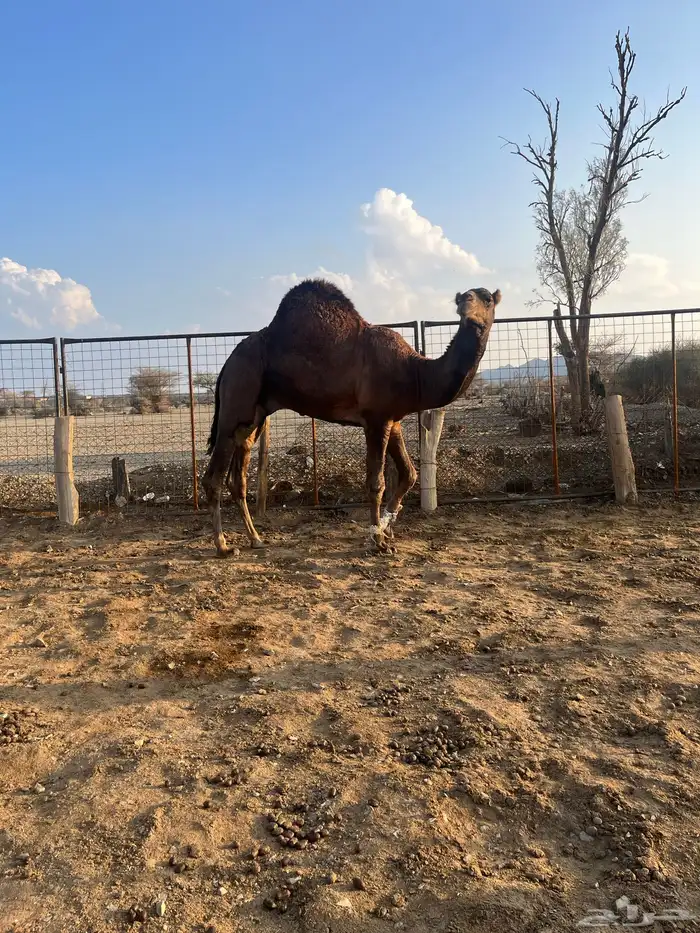 فحل احمر دم 7