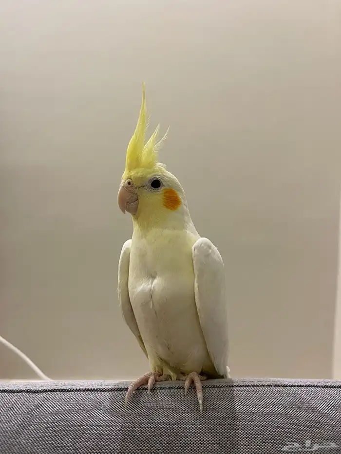 طائر الكوكتيل 0