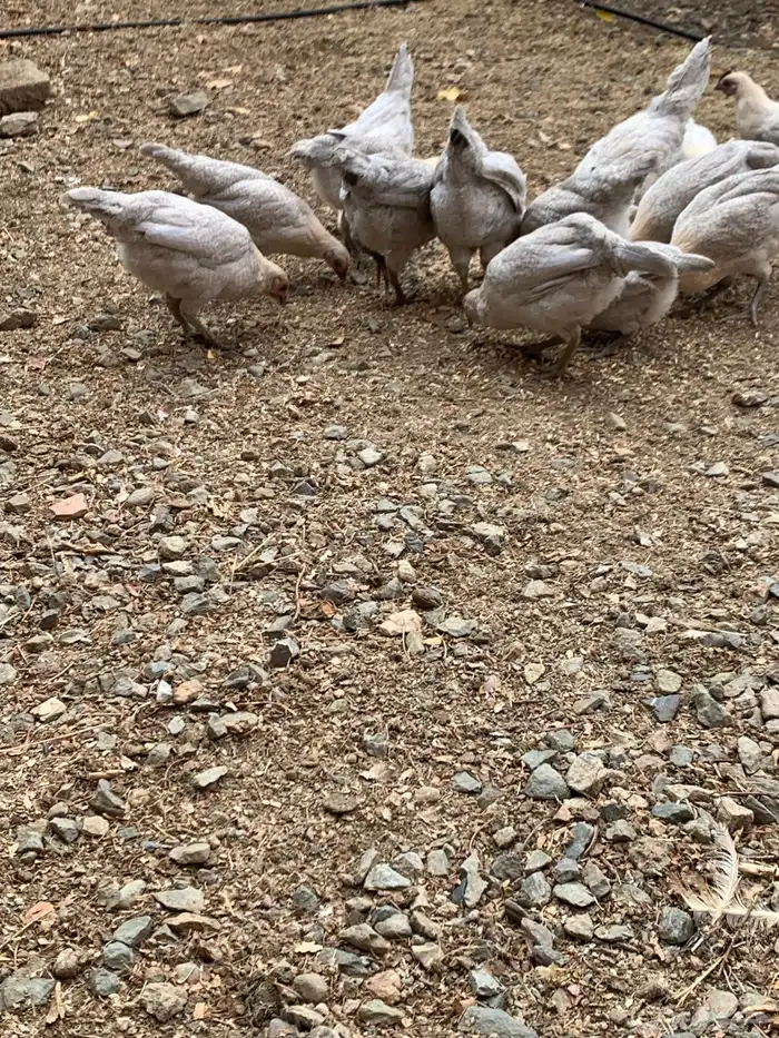 دجاج فيومي قولد ( بشاير ) 3