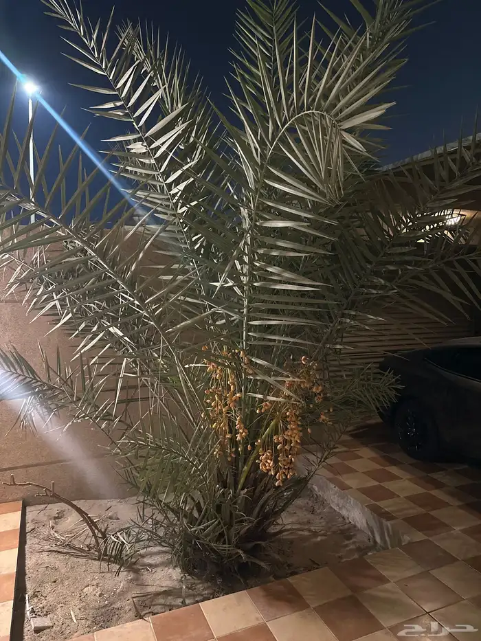 نخله للبيع 0