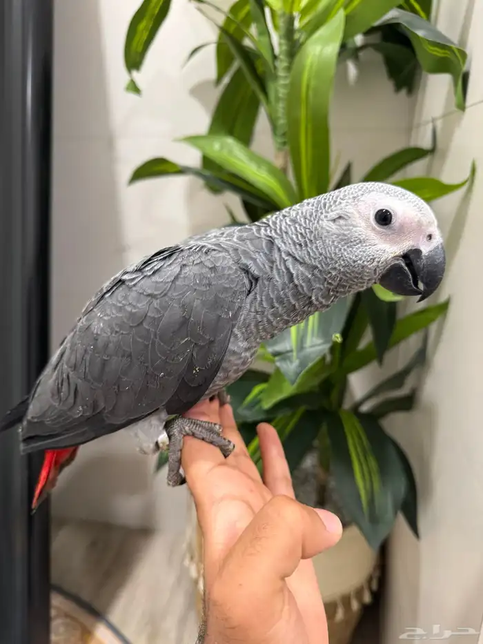 فرخين كاسكو 0