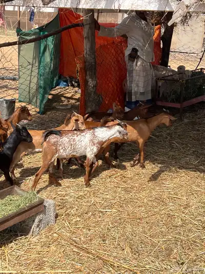 تيوس دهم بلدي العدد13 index