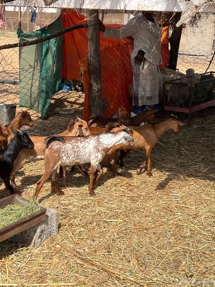 تيوس دهم بلدي العدد13 0