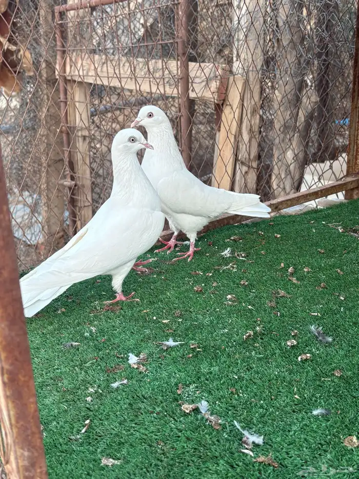 بكستاني طيار اسم شتري 0