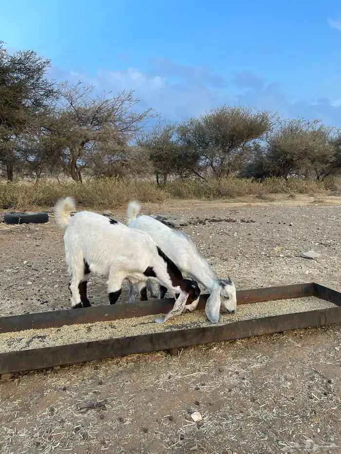 تيس فحل للبيع 4