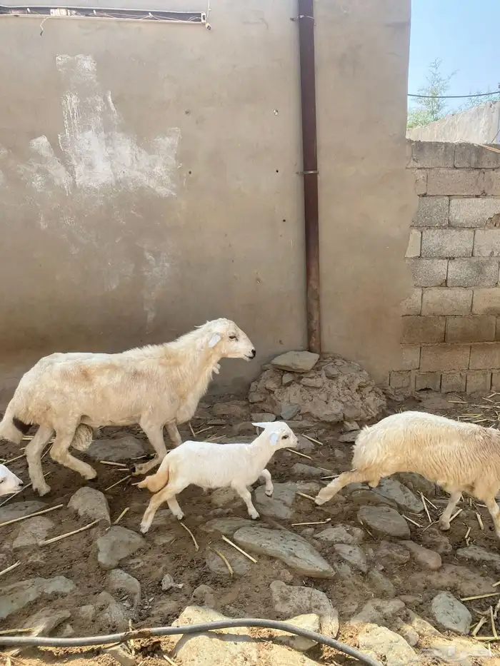 خروف فحل مشروط 0