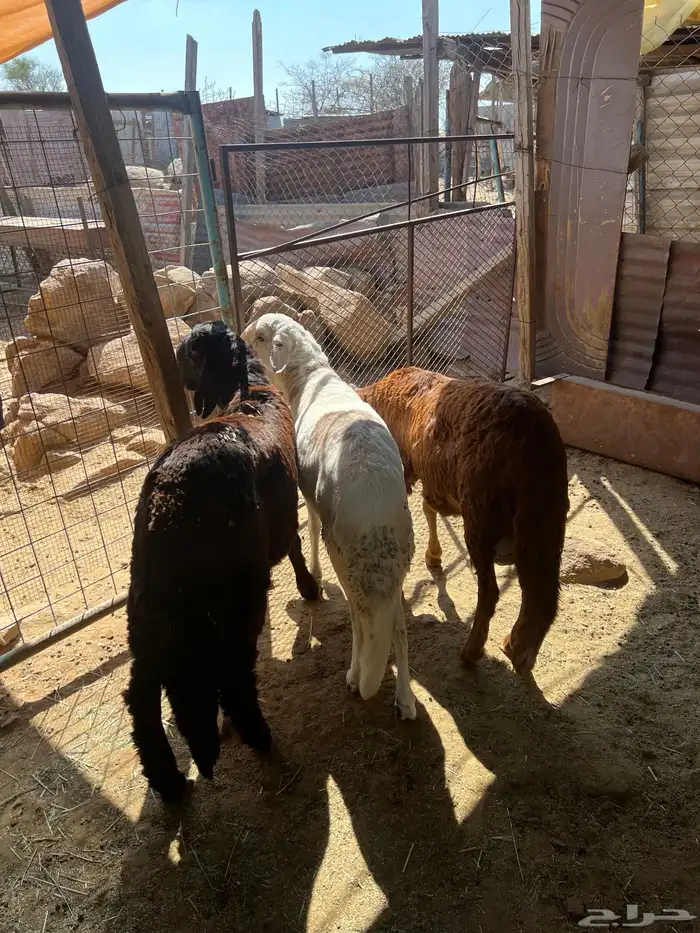 سواكن جبره 5