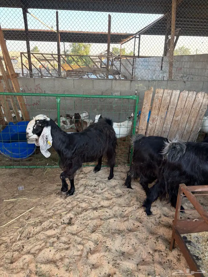 ماعز عوارض 1