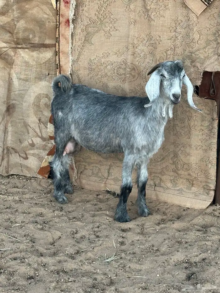 سديس دافع حاشد تلد 3