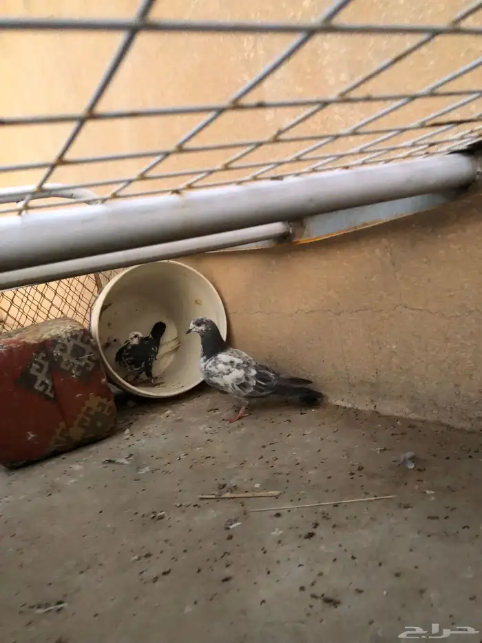 حمام للبيع 2