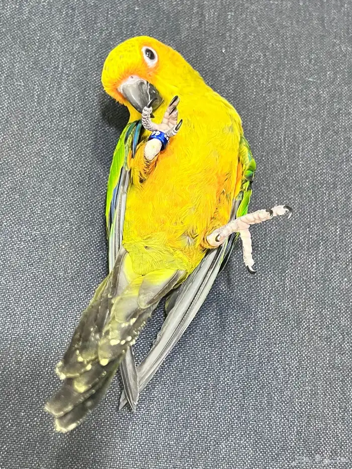 للبيع صن كنيور 4