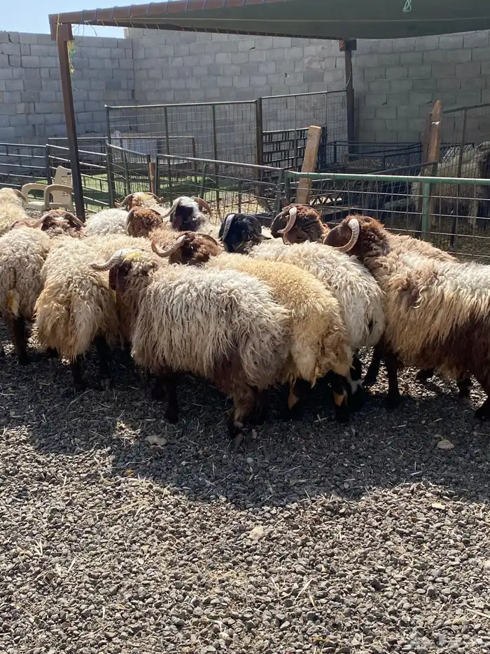 طليان نعيمي جبر ناهي 17