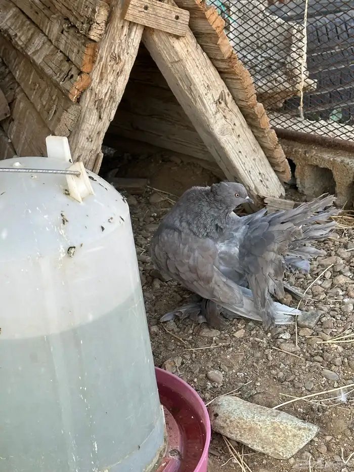 حمام امريكي ازواج رقاص محايل 1